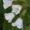 Pulmonaria Sissinghurst White - Abriachan Nurseries